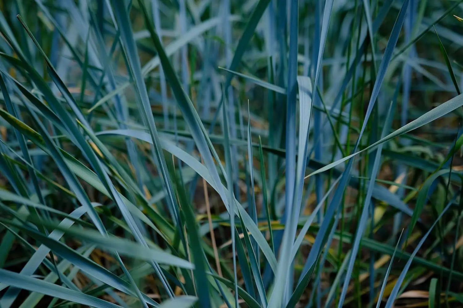 Blaues Ziergras Leymus arenarius 'Blue Dune' von Stauden Gänge, mit schmalen Blättern und aufrechter Wuchs im Garten.