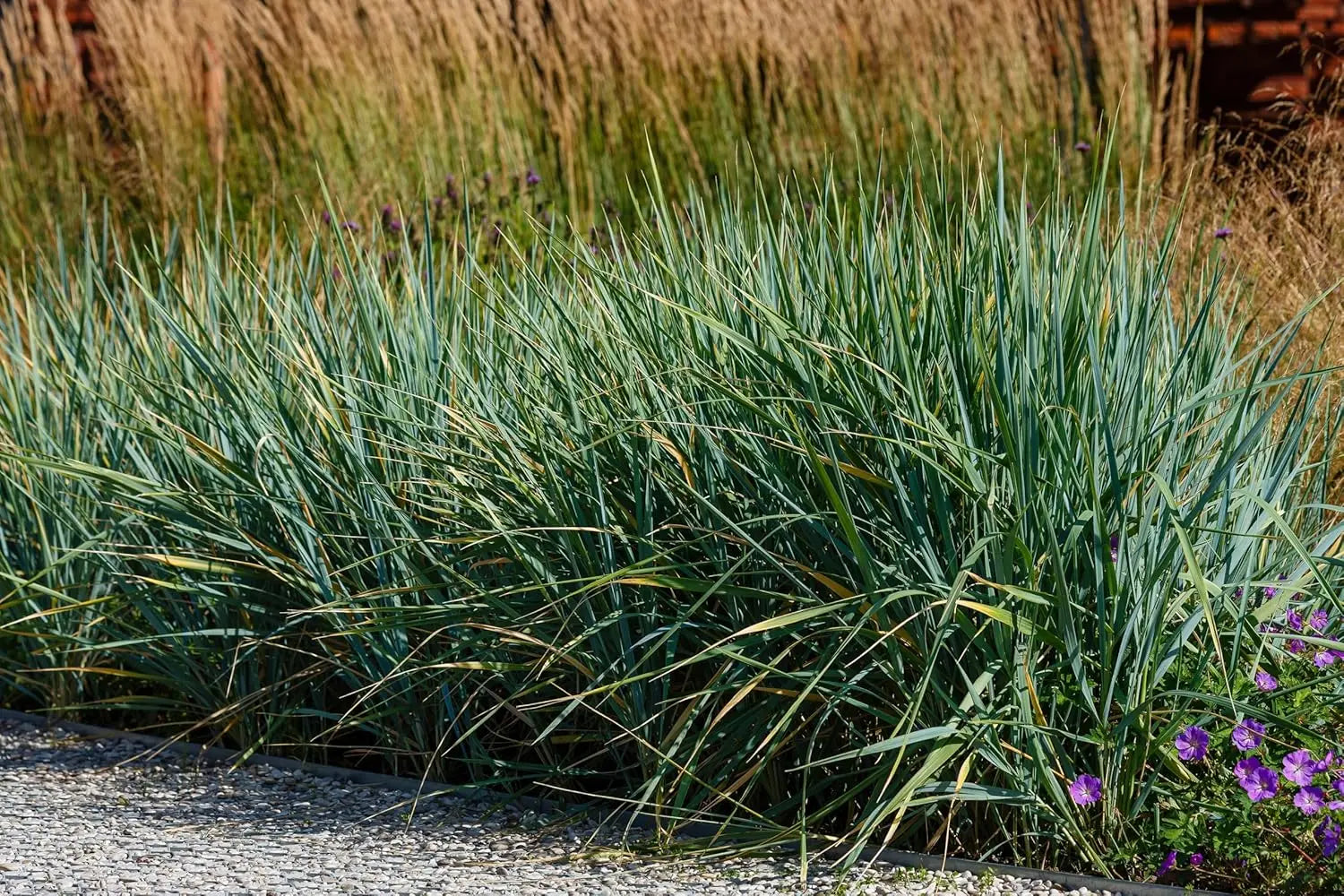 Blaues Leymus arenarius 'Blue Dune' Ziergras von Stauden Gänge, mit langen, schmalen Blättern und bläulichem Farbton