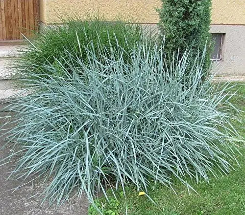 Blaues Ziergras Leymus arenarius 'Blue Dune' von Stauden Gänge, mit silbrigen Blättern und dichten Halmen, im Garten.