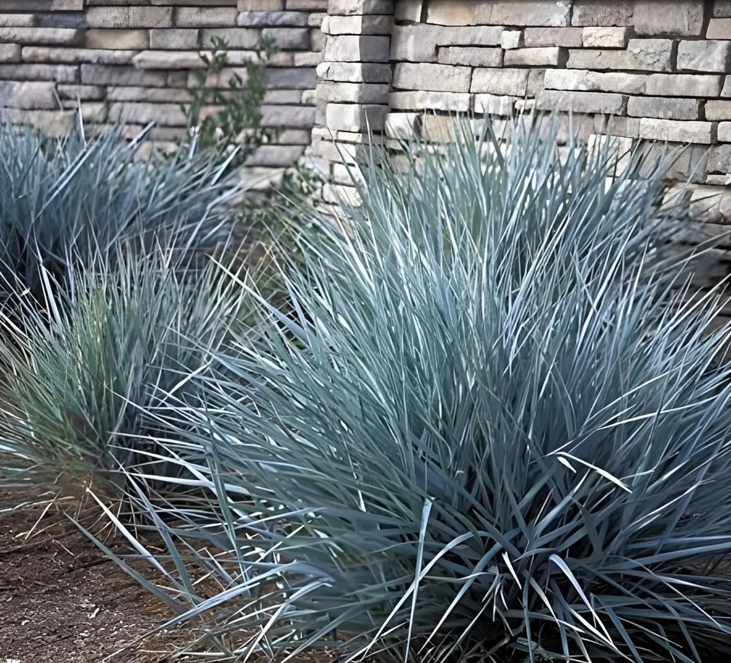 Ziergras Leymus arenarius 'Blue Dune' in XXL Topf, blaues Strandroggen-Design, von Stauden Gänge, auf einem Gartenboden.