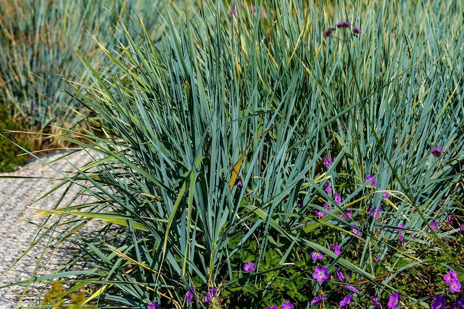Blaues Ziergras Leymus arenarius 'Blue Dune' in XXL Topf, dekoratives Strandroggen-Design, von Stauden Gänge.
