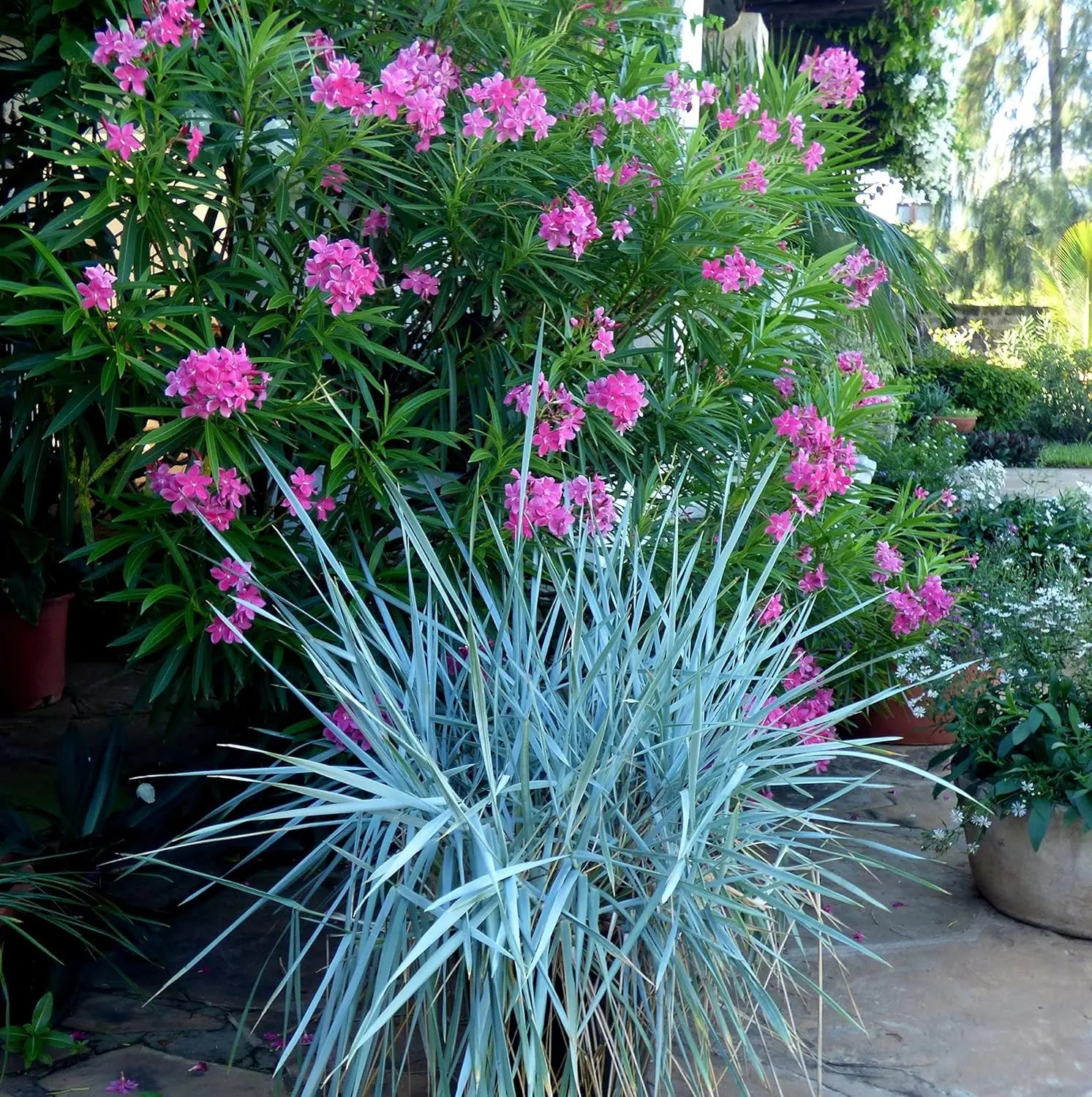 Blaues Strandroggen Ziergras Leymus arenarius 'Blue Dune‘ in XXL Topf, schöne Gartenpflanze, Stauden Gänge