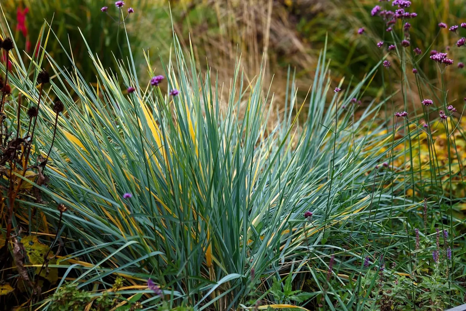 Ziergras Leymus arenarius 'Blue Dune' in XXL-Topf, blauer Strandroggen, aus dem Stauden Gänge Sortiment, im Gartenbeet.