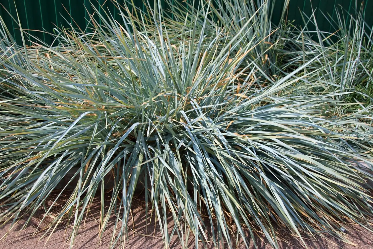 Blaues Ziergras Leymus arenarius 'Blue Dune' im XXL Topf, dekoratives Strandroggen-Gras von Stauden Gänge.