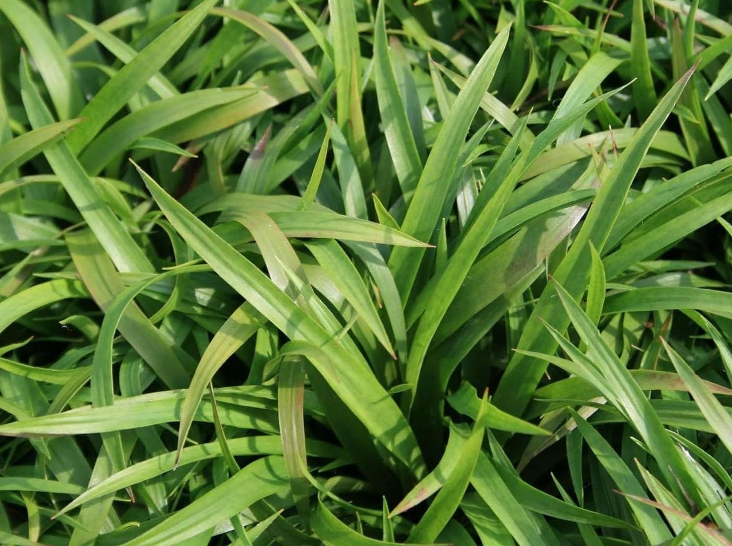 Ziergras Luzula sylvatica, Wald-Marbel, mit grünen, schmalen Blättern, wächst in einem Garten, von Stauden Gänge.
