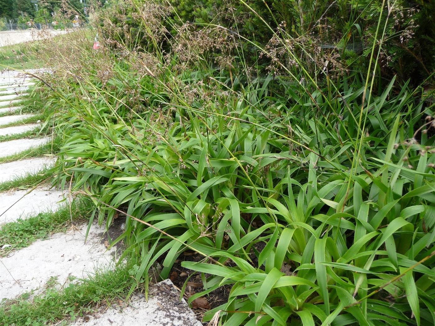 Ziergras Luzula sylvatica, Wald-Marbel von Stauden Gänge, mit grünen schmalen Blättern und zarten Blüten im Garten.