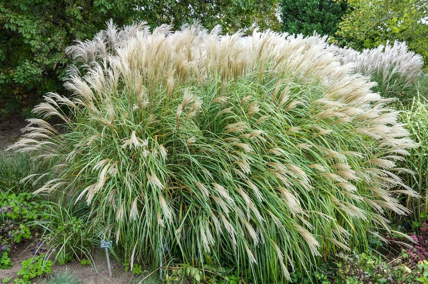 Miscanthus sinensis 'Adagio' dwarf Chinese grass with feathery plumes and lush green foliage in a garden setting.