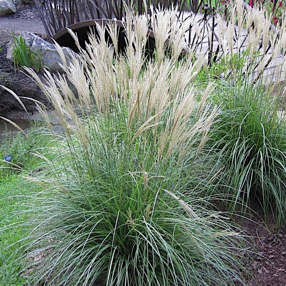 Miscanthus sinensis 'Adagio' Ziergras with lush green foliage and feathery flower panicles in a garden setting.