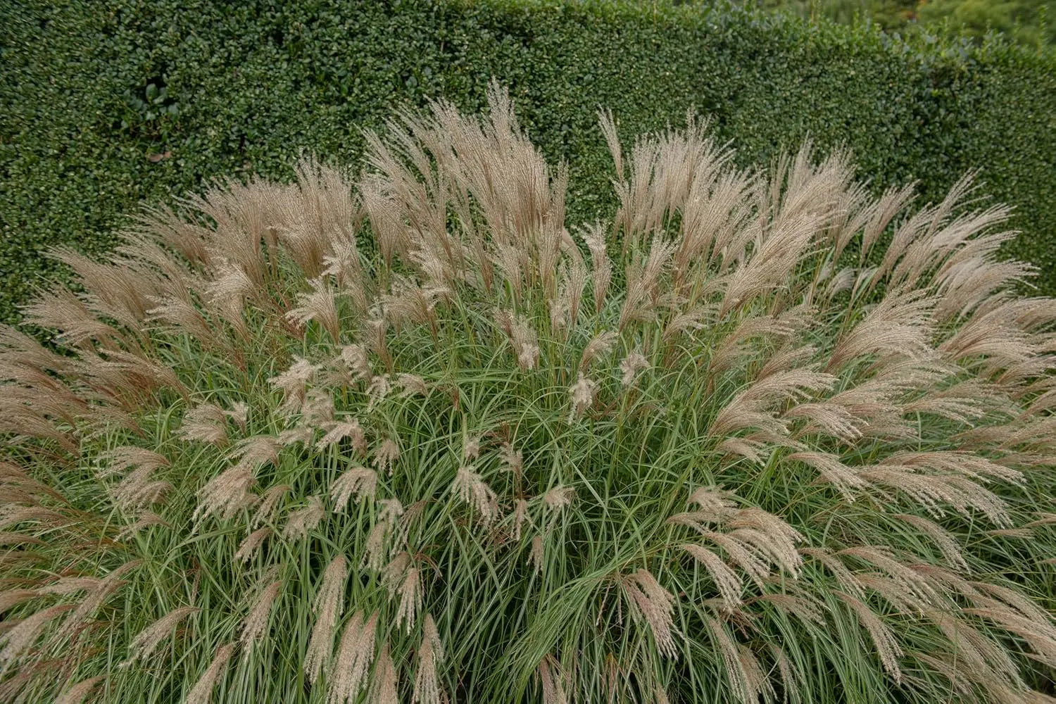 Ziergras Miscanthus sinensis 'Adagio' von Stauden Gänge, kleines Chinaschilf mit schmalen, silbrigen Blättern, Standbild, Herbstfarben