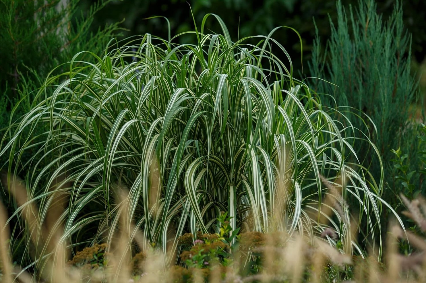 Buntes großes Chinaschilf Miscanthus sinensis 'Cabaret' als Ziergras mit bunten Blättern, Stauden Gänge