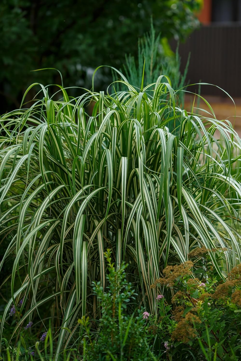 Buntes großes Chinaschilf Miscanthus sinensis 'Cabaret' als Ziergras mit prächtigen, farbenfrohen Blättern, Stauden Gänge