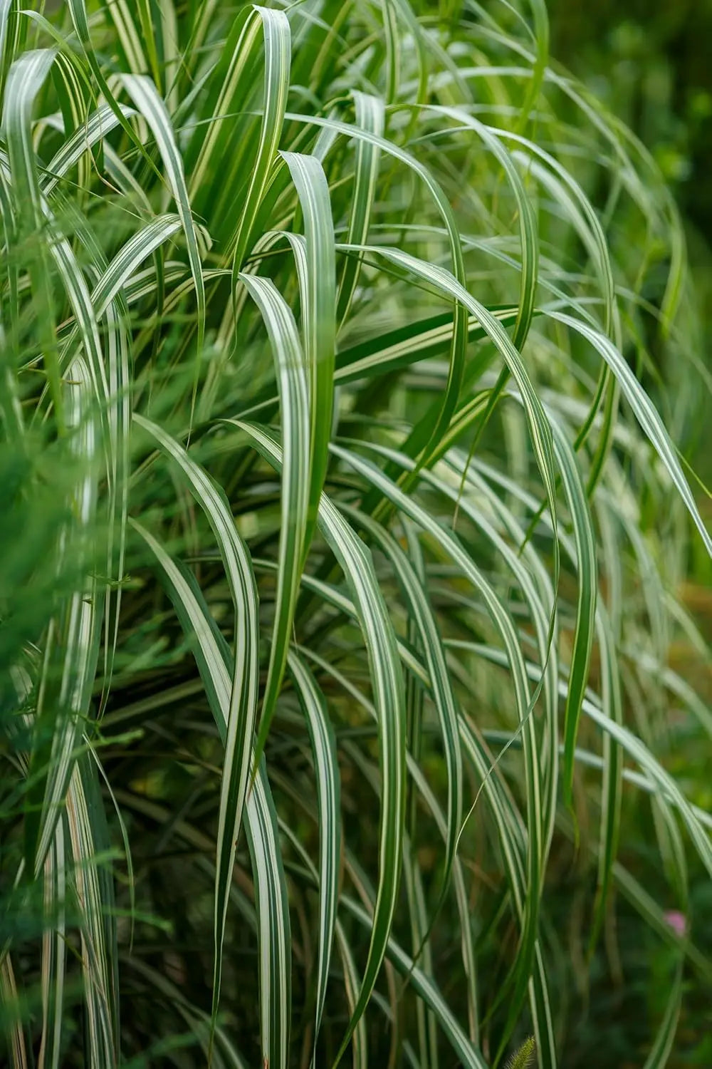 Buntes großes Chinaschilf Miscanthus sinensis 'Cabaret', Ziergras mit farbenfrohen Blättern, im Garten.