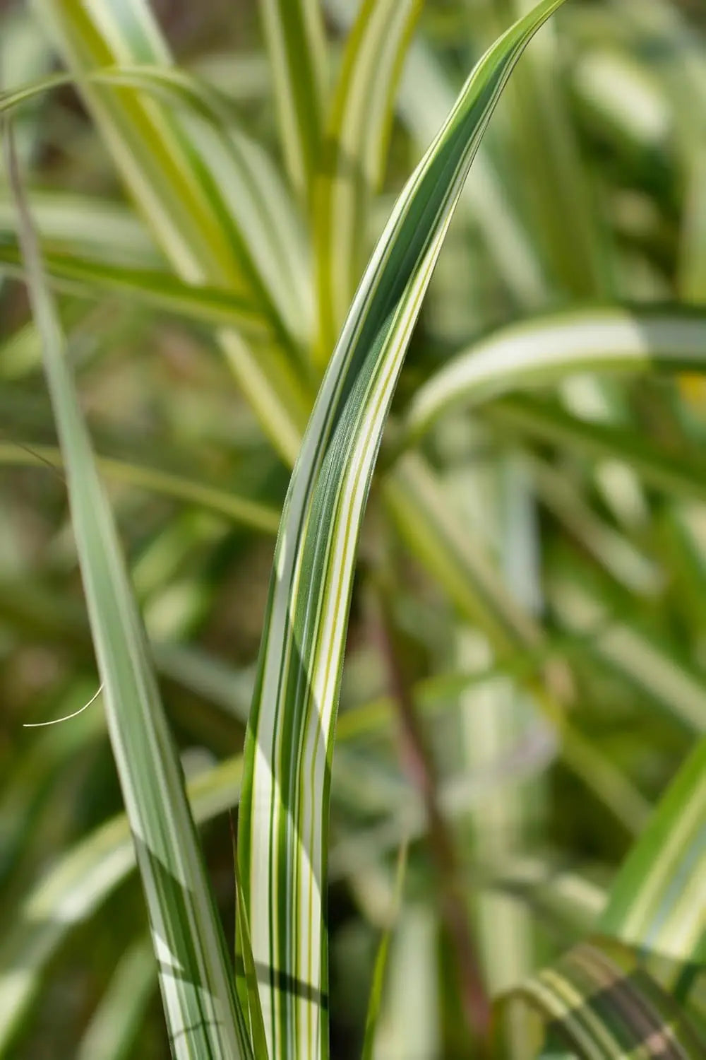 Buntes großes Chinaschilf Miscanthus sinensis 'Cabaret' als Ziergras, mit langen, schmalen Blättern und dekorativen Fruchtständen