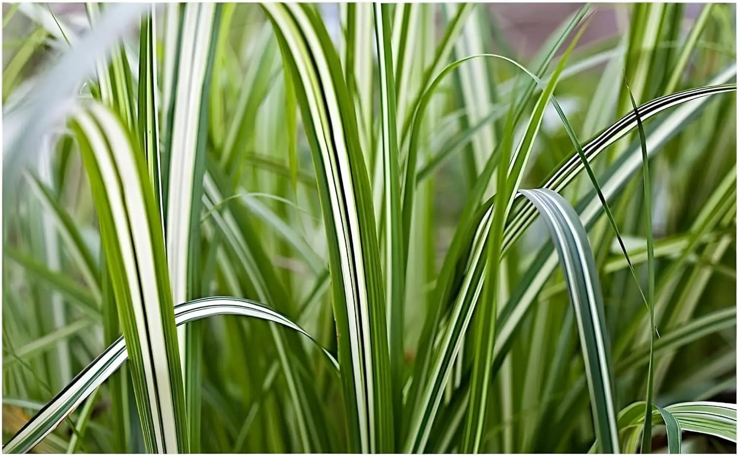 Buntes großes Chinaschilf Miscanthus sinensis 'Cabaret' Ziergras, mit bunten, hohen Grashalmen, im Garten.