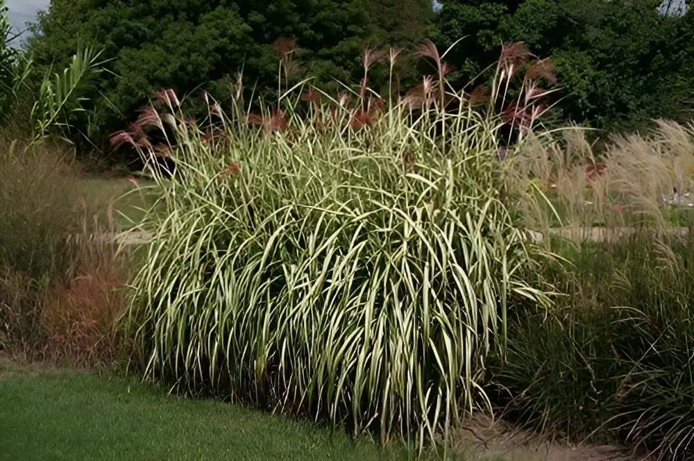 Buntes großes Chinaschilf Miscanthus sinensis 'Cabaret' als Ziergras, mit langen schmalen Blättern und bunten Halmen, Stauden Gänge