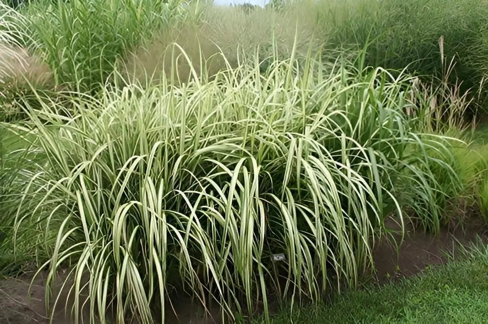Buntes großes Chinaschilf Miscanthus sinensis 'Cabaret' als Ziergras, mit hohen, bunten Blättern im Garten.