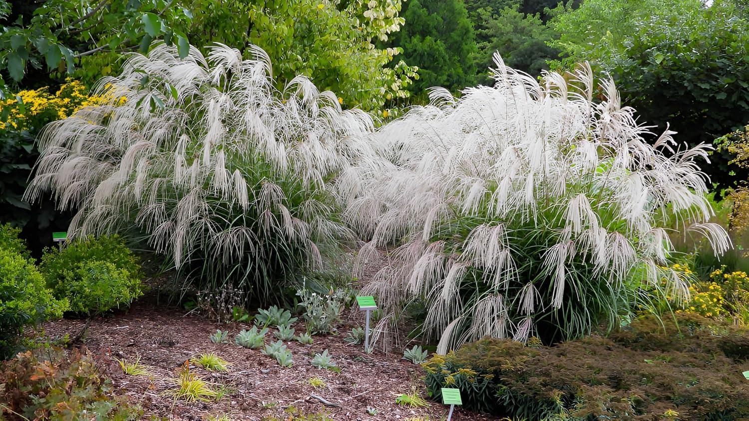 Ziergras Miscanthus sinensis 'Champagner' mit silber-weißen Blättern, Stauden Gänge, sommerliches Chinaschilf in natürlicher Umgebung