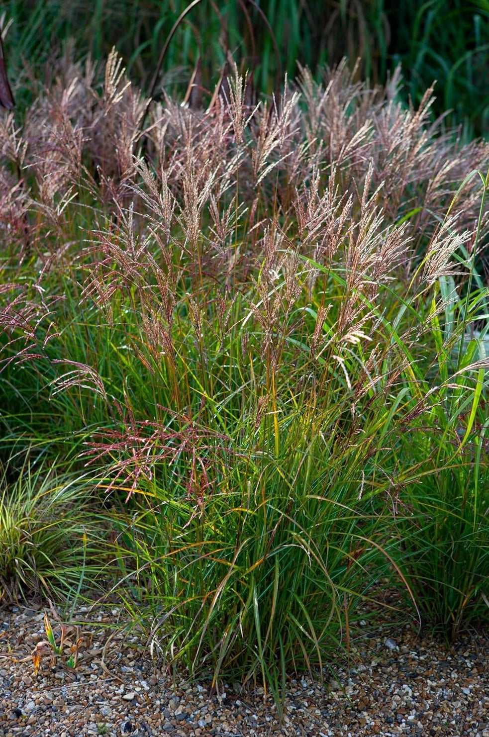 Ziergras Miscanthus sinensis 'China' von Stauden Gänge, mit langen, schilfartigen Halmen und üppigem Blätterwuchs.