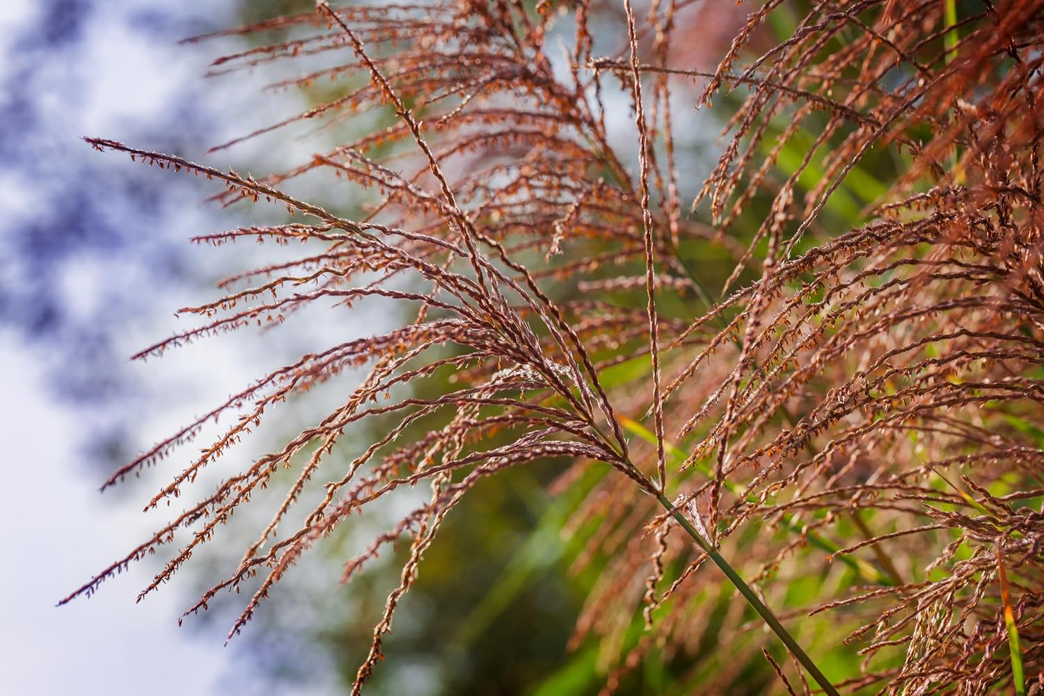 Ziergras Miscanthus sinensis 'China' von Stauden Gänge, mit langen, schmalen Blättern und beeindruckendem Wuchs.