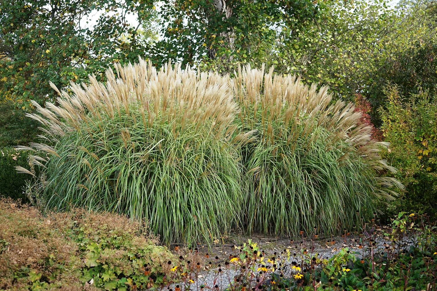 Miscanthus sinensis, or Chinaschilf, showcasing tall ornamental grass with feathery plumes in a garden setting.