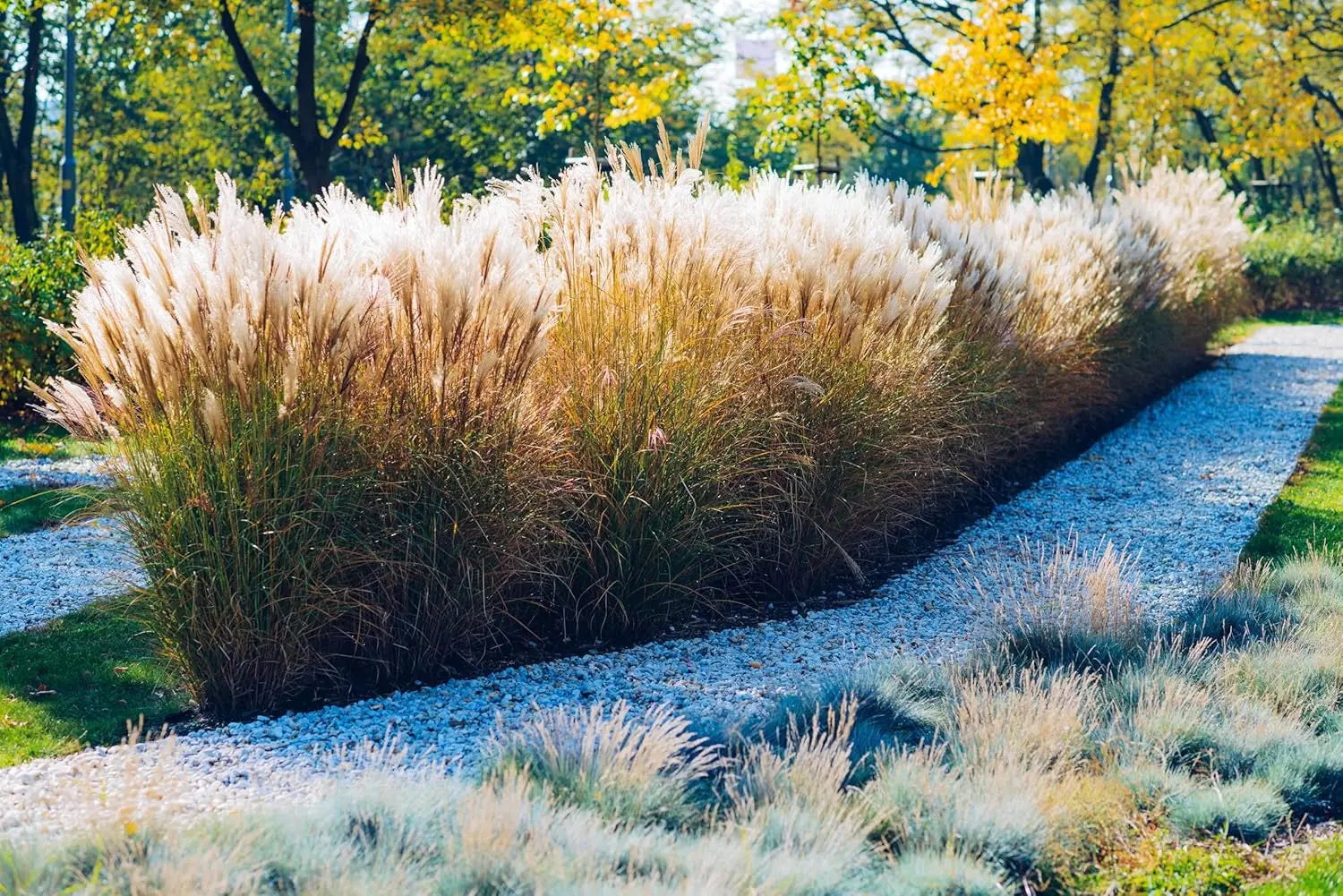 Ziergras Miscanthus sinensis / Chinaschilf von Stauden Gänge, mit hohen, eleganten Gräsern im Garten.