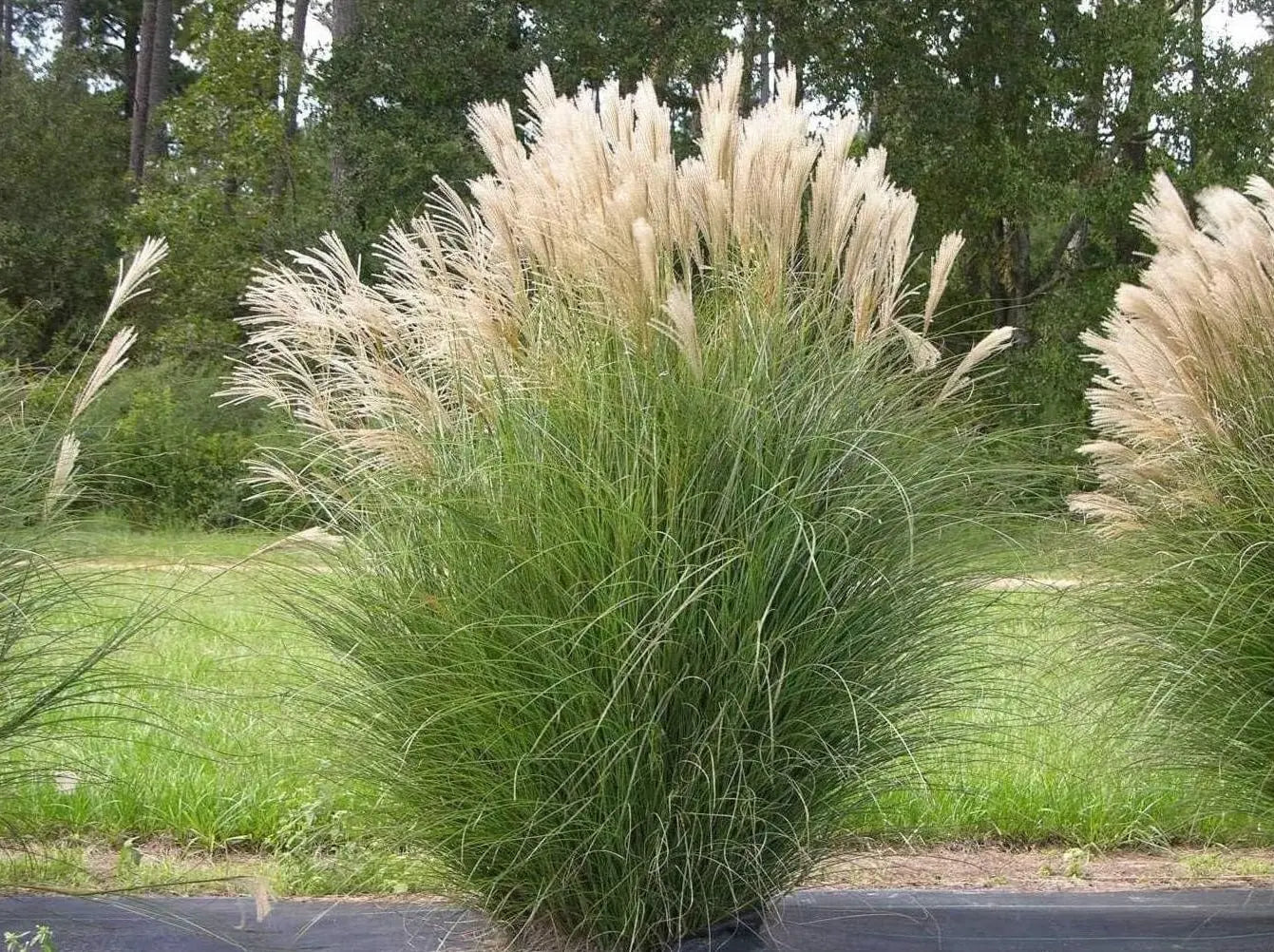 Ziergras Miscanthus sinensis in XXL Topf, Stauden Gänge, dekoratives Chinaschilf für Garten und Balkon
