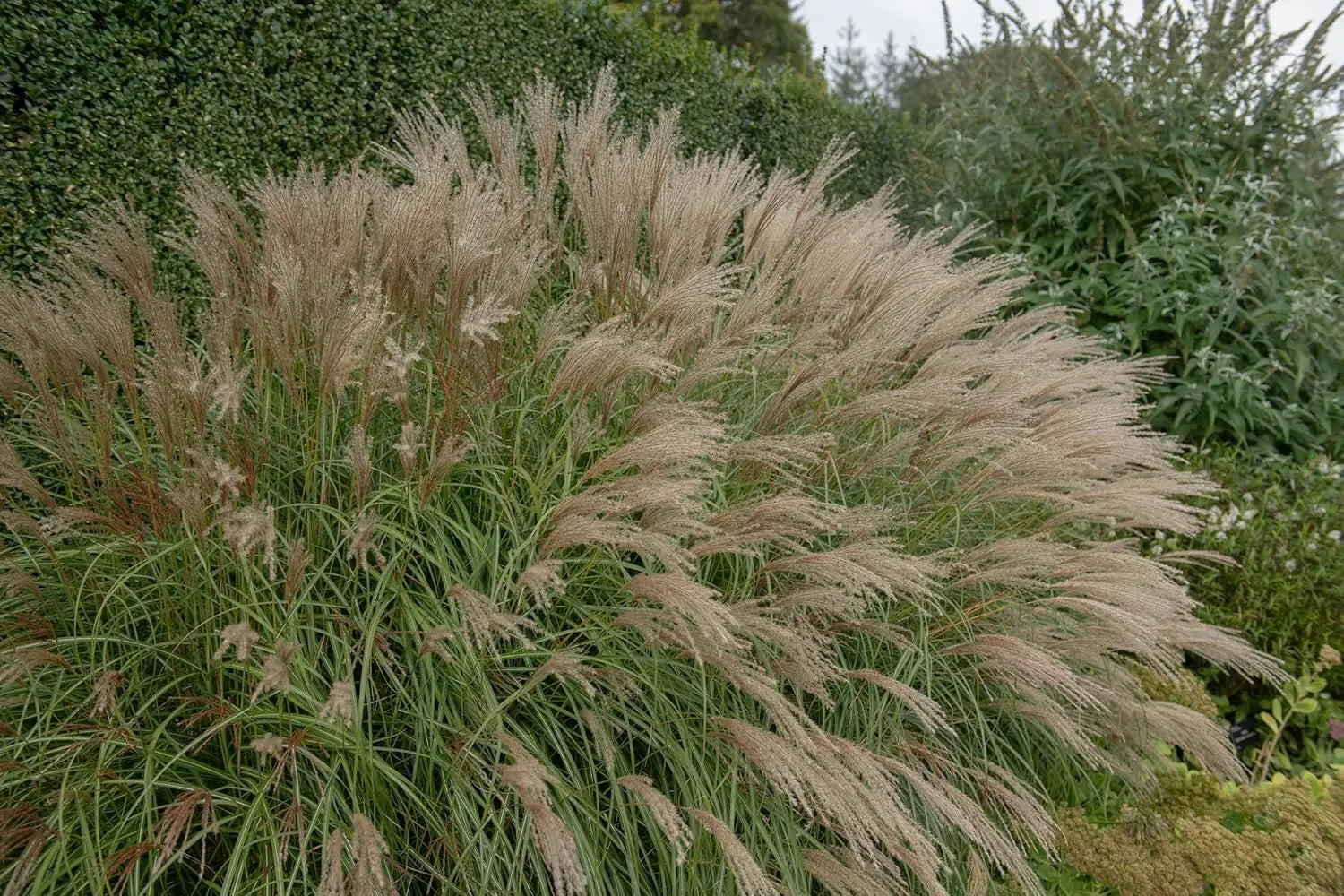 Ziergras Miscanthus sinensis / Chinaschilf im XXL Topf, Stauden Gänge, lebendiges, hohes Ziergras in großem Topf.