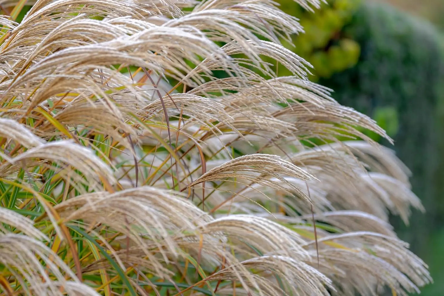 Ziergras Miscanthus sinensis im XXL Topf, Chinaschilf, für Garten und Balkon, Stauden Gänge