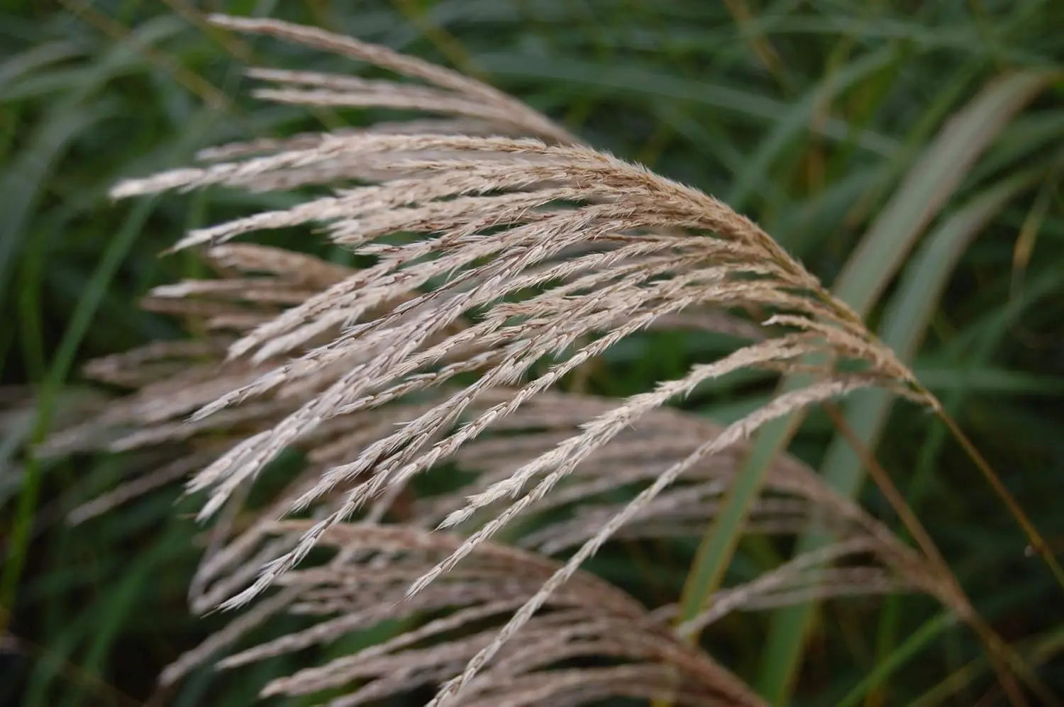 Ziergras Miscanthus sinensis im XXL Topf, Stauden Gänge, grünes Chinaschilf in dekorativem Gartengefäß