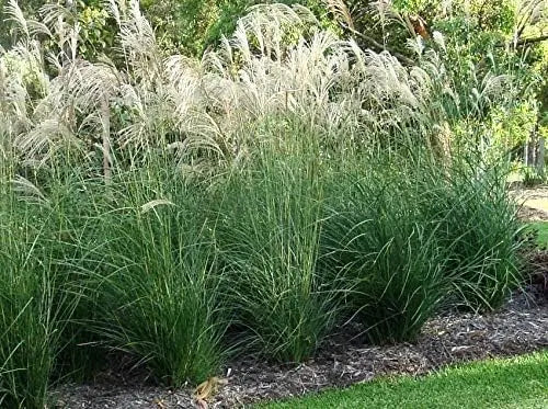 Ziergras Miscanthus sinensis im XXL-Topf, Chinaschilf, Stauden Gänge, dekoratives Ziergras in Topf auf Gartenbild