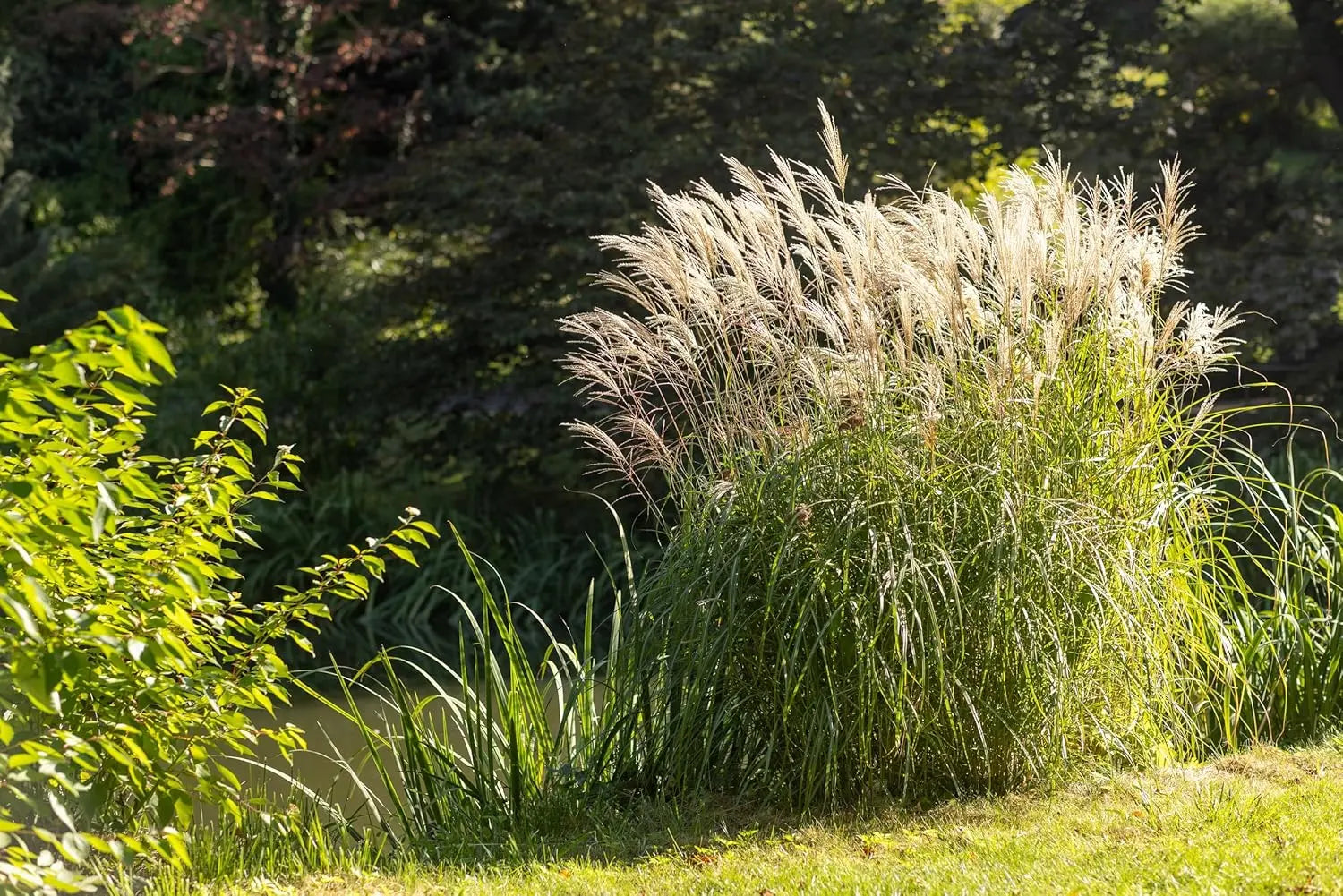 Ziergras Miscanthus sinensis 'Federweißer' mit silbrigen Blättern, Stauden Gänge, dekoratives Chinaschilf im Garten