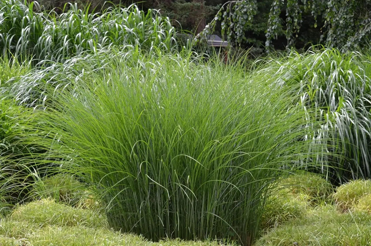 Ziergras Miscanthus sinensis 'Gracillimus' von Stauden Gänge, mit schmalen, hohen Blättern und eleganten Rispen.