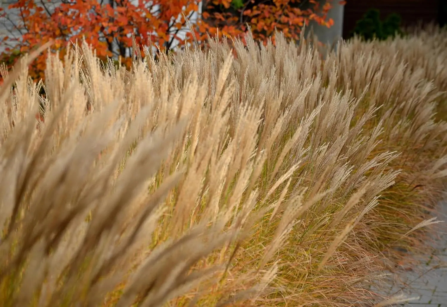 Ziergras Miscanthus sinensis 'Gracillimus' von Stauden Gänge, dichter Chinaschilf mit feinen, weichen Halmen im Garten.