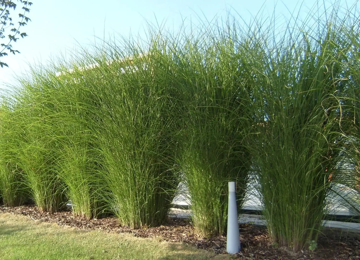 Ziergras Miscanthus sinensis 'Gracillimus' im XXL Topf, dekoratives Chinaschilf, Stauden Gänge, elegante Pflanze für Garten