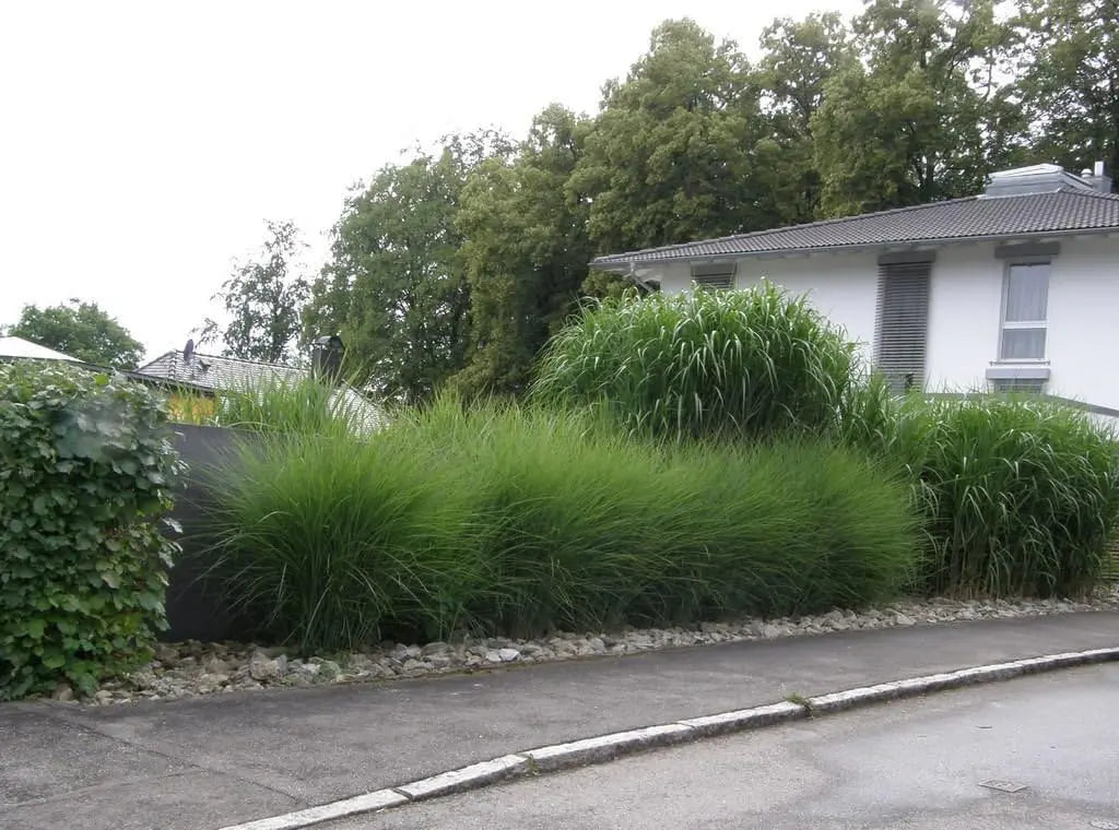 Ziergras Miscanthus sinensis 'Gracillimus' in großem Topf, Stauden Gänge, mit schmalen, silbrigen Blättern und hohen, eleganten Blütenständen