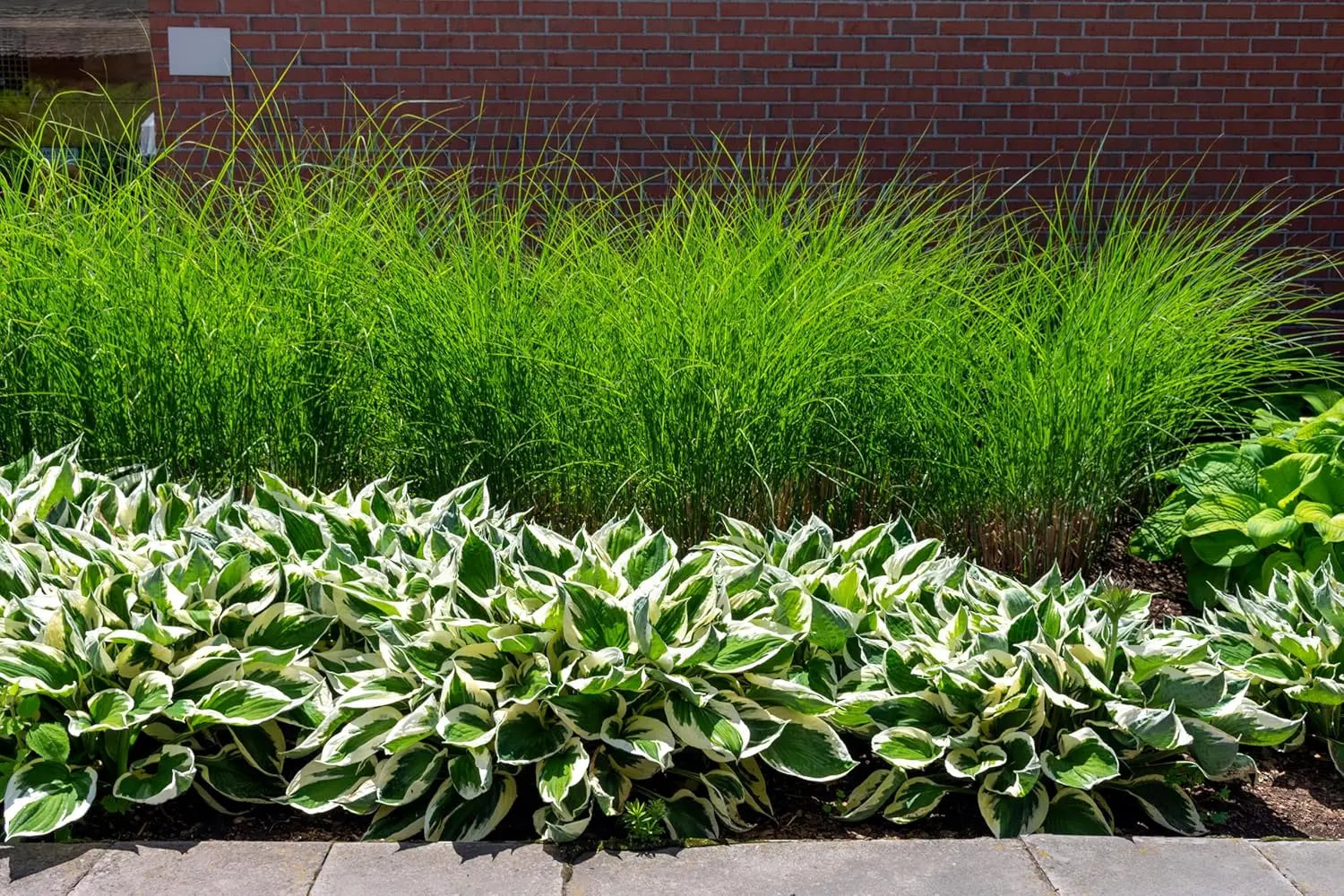 Ziergras Miscanthus sinensis 'Gracillimus' in XXL Topf, Chinaschilf, Stauden Gänge, mit langen, feinen Blättern.