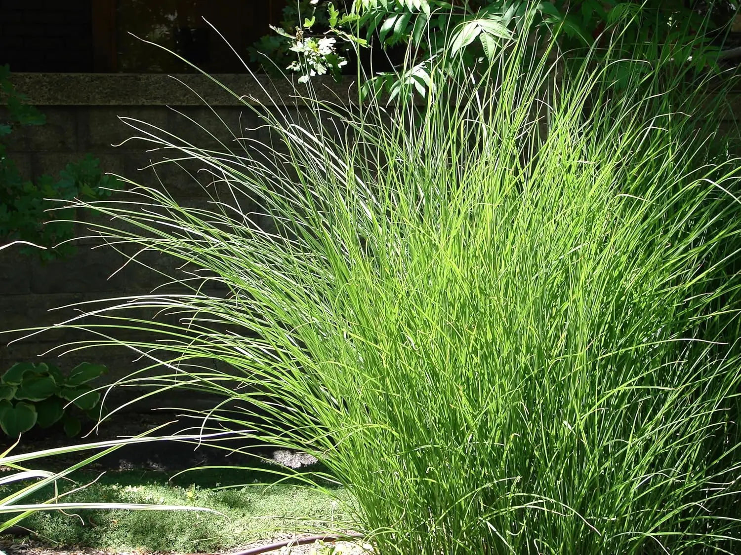 Ziergras Miscanthus sinensis 'Gracillimus' in XXL Topf, Stauden Gänge, mit schmalen, eleganten Blättern und zierlicher Wuchsform.
