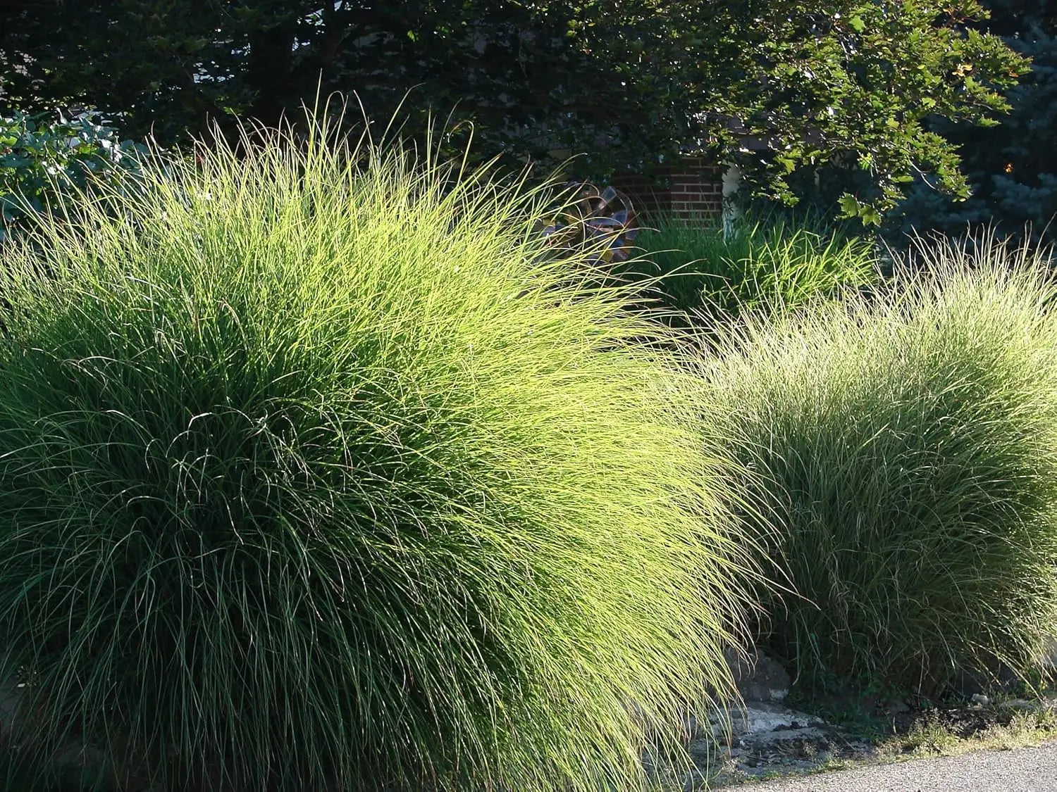Ziergras Miscanthus sinensis 'Gracillimus' im XXL Topf, Stauden Gänge, mit grazilem, hohen Halmen