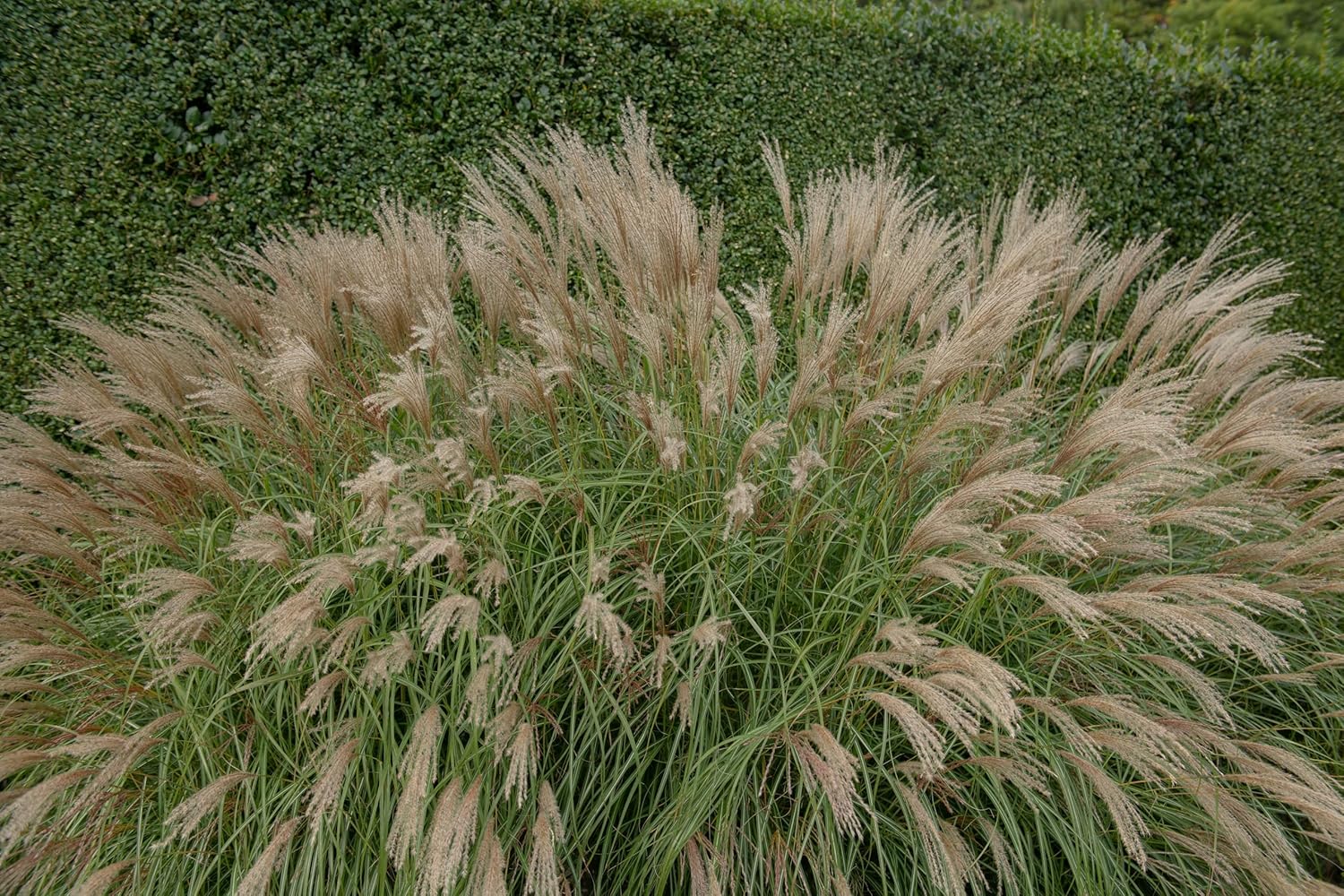 Ziergras Miscanthus sinensis 'Hermann Müssel' von Stauden Gänge, mit schmalen, hohen Blättern und fächerförmigen Rispen.