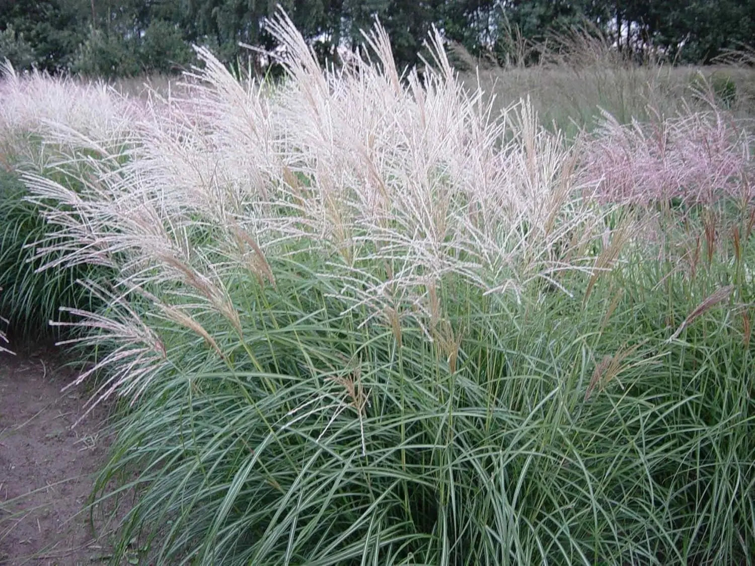 Ziergras Miscanthus sinensis 'Hermann Müssel' von Stauden Gänge, zeigt hohe, schmale Blätter und elegante Wedel im Garten.