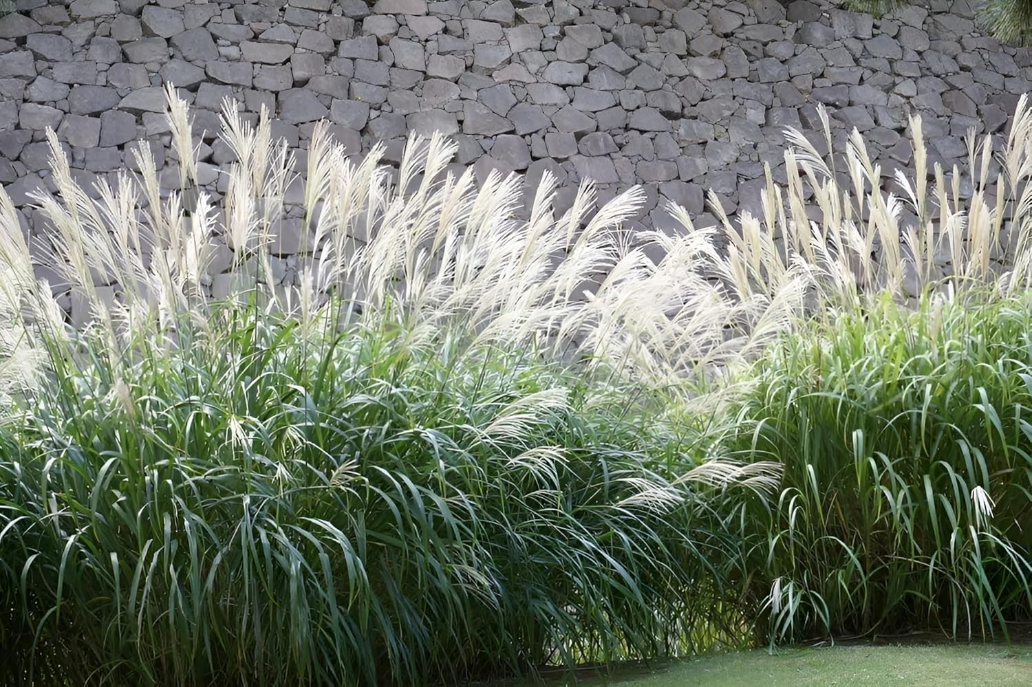 Miscanthus sinensis 'Kleine Fontäne' / Chinaschilf