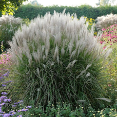Ziergras Miscanthus sinensis 'Kleine Silberspinne' mit silbernen Blättern, Stauden Gänge, Chinaschilf in natürlicher Gartenszene