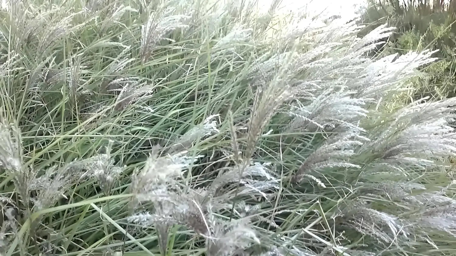 Ziergras Miscanthus sinensis 'Kleine Silberspinne' mit silbernen Blättern, Stauden Gänge, Chinaschilf, im Garten.