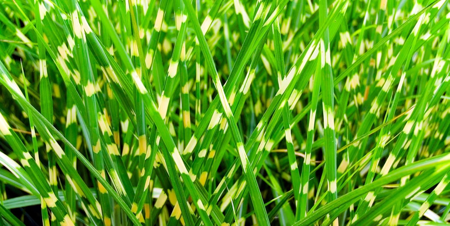 Ziergras Miscanthus sinensis 'Little Zebra' von Stauden Gänge, mit gestreiften weißen und grünen Blättern, im Garten.