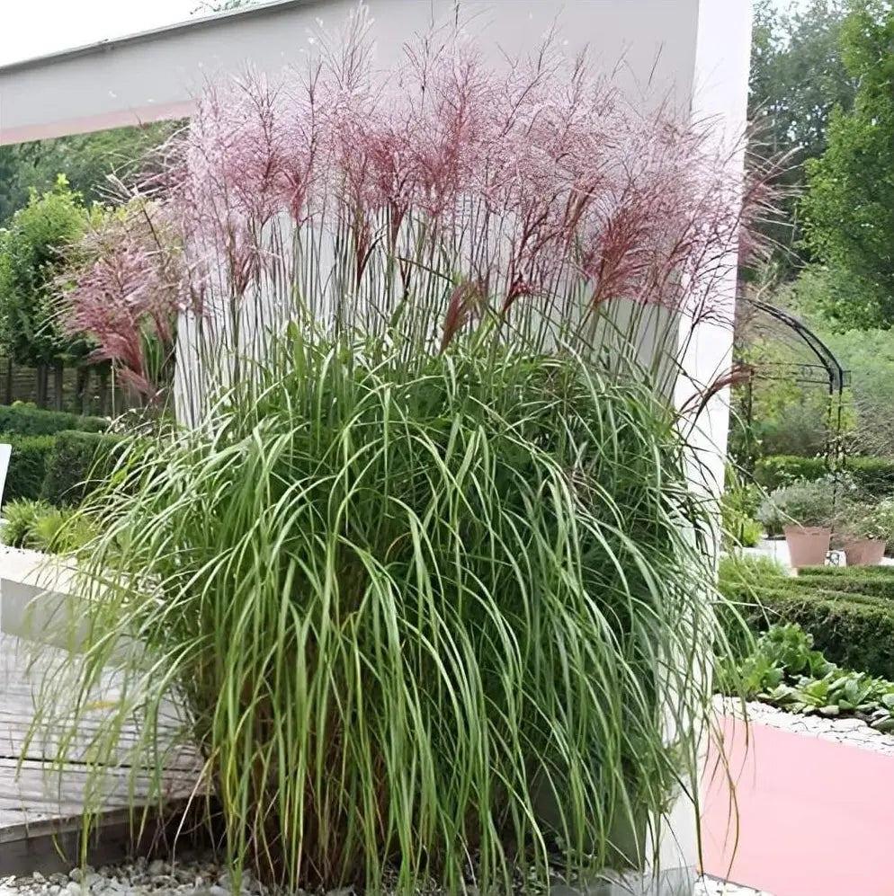 Ziergras Miscanthus sinensis 'Malepartus' von Stauden Gänge, mit langen silbrigen Blättern und eleganten Blütenständen.