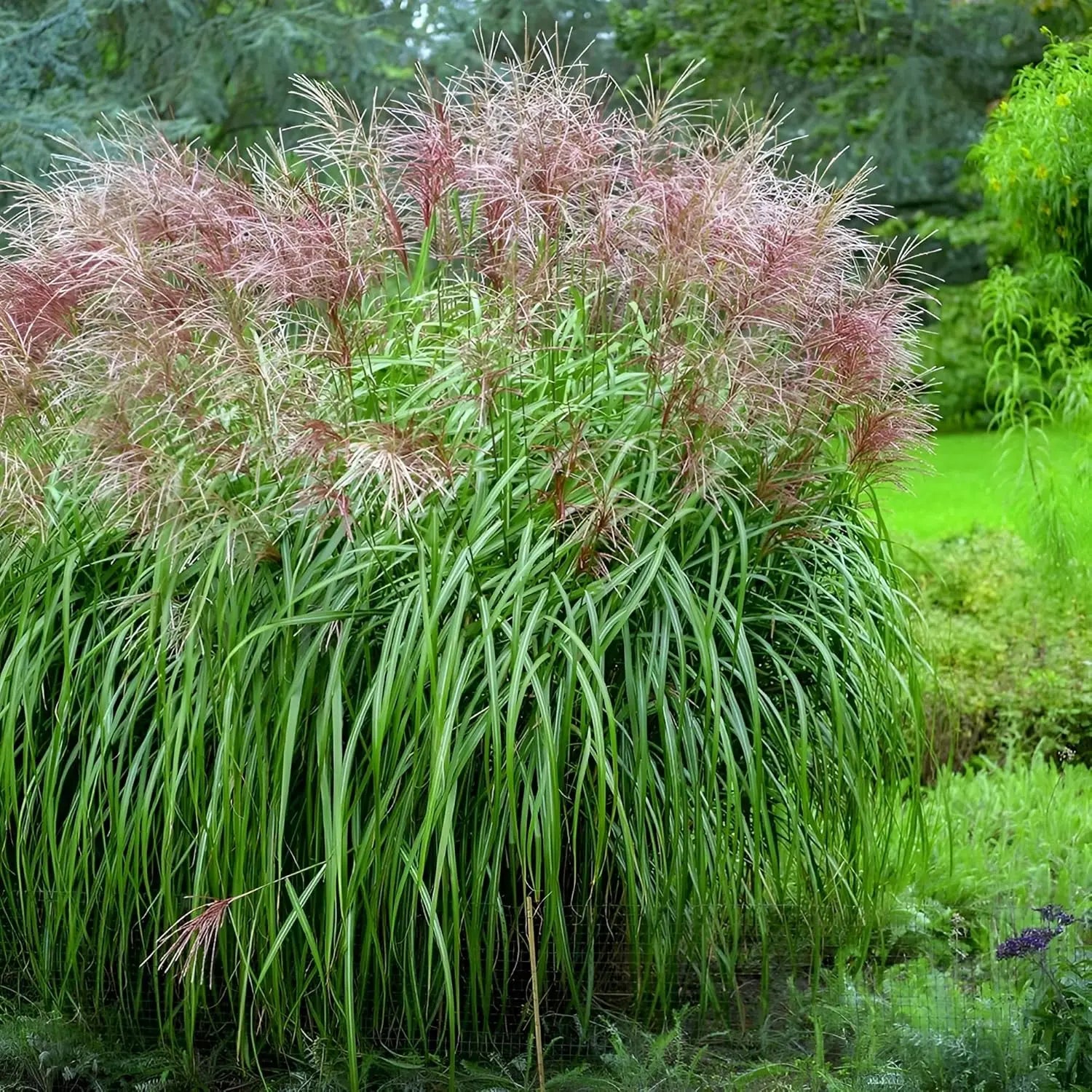 Ziergras Miscanthus sinensis 'Malepartus' von Stauden Gänge, braune und grüne Halme, elegant wachsendes Chinaschilf.
