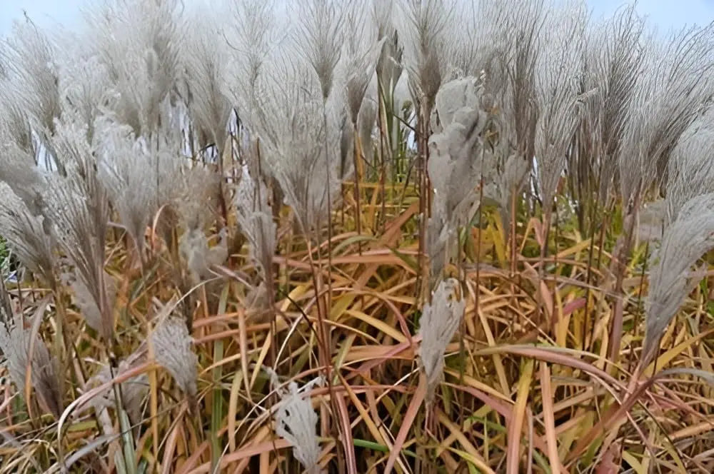 Ziergras Miscanthus sinensis 'Malepartus' von Stauden Gänge, mit hohen, schilfartigen Halmen und goldgelben Blättern.