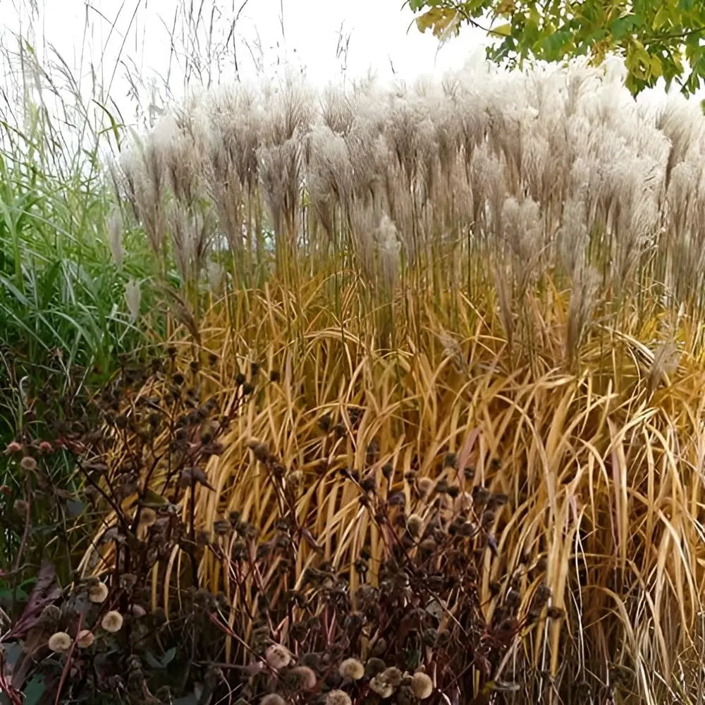Ziergras Miscanthus sinensis 'Malepartus' von Stauden Gänge, mit langen, schimmernden Halmen und rotem Fruchtstand.