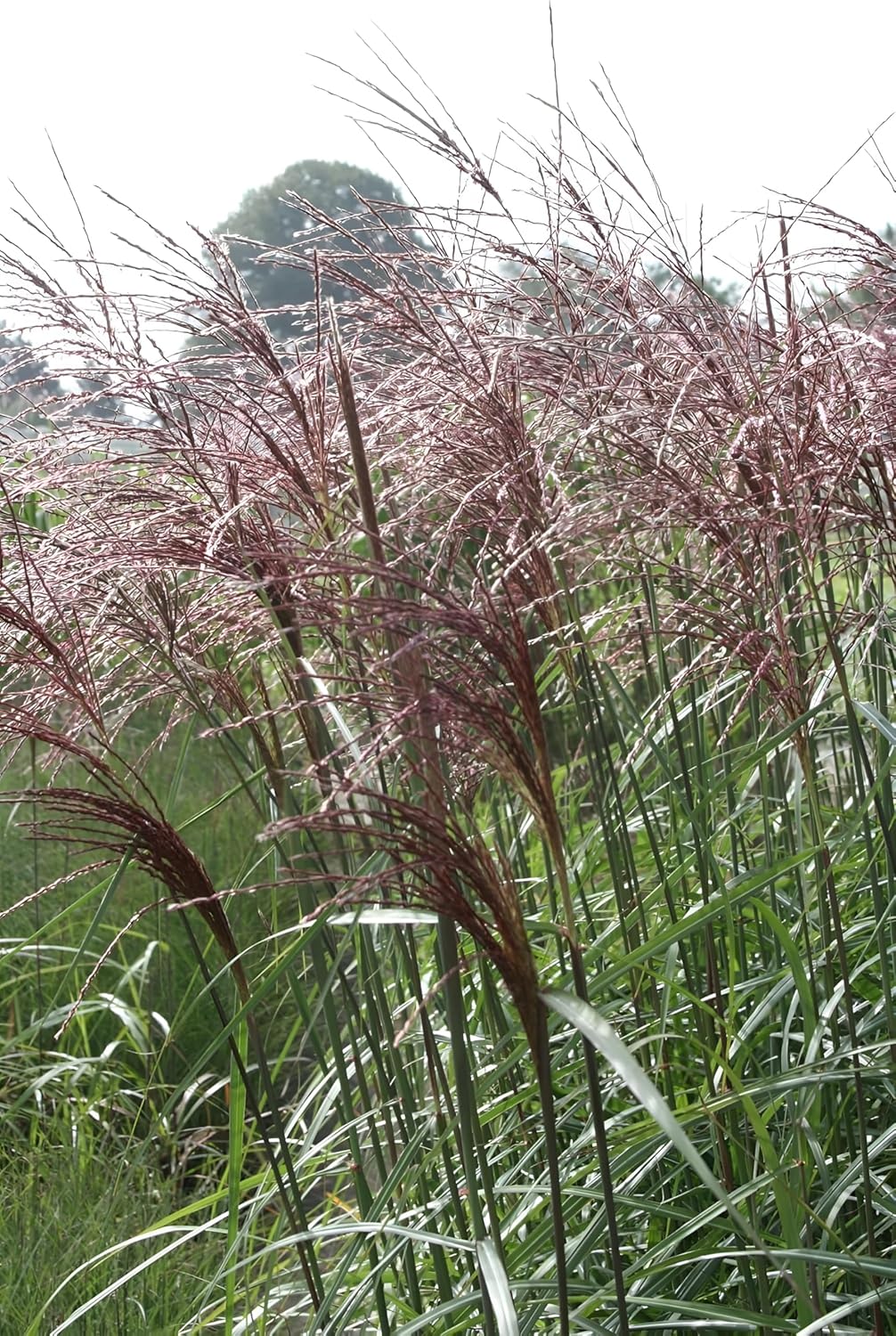 Ziergras Miscanthus sinensis 'Malepartus' in XXL Topf, Stauden Gänge, mit langen schmalen Blättern und goldfarbenen Blütenständen