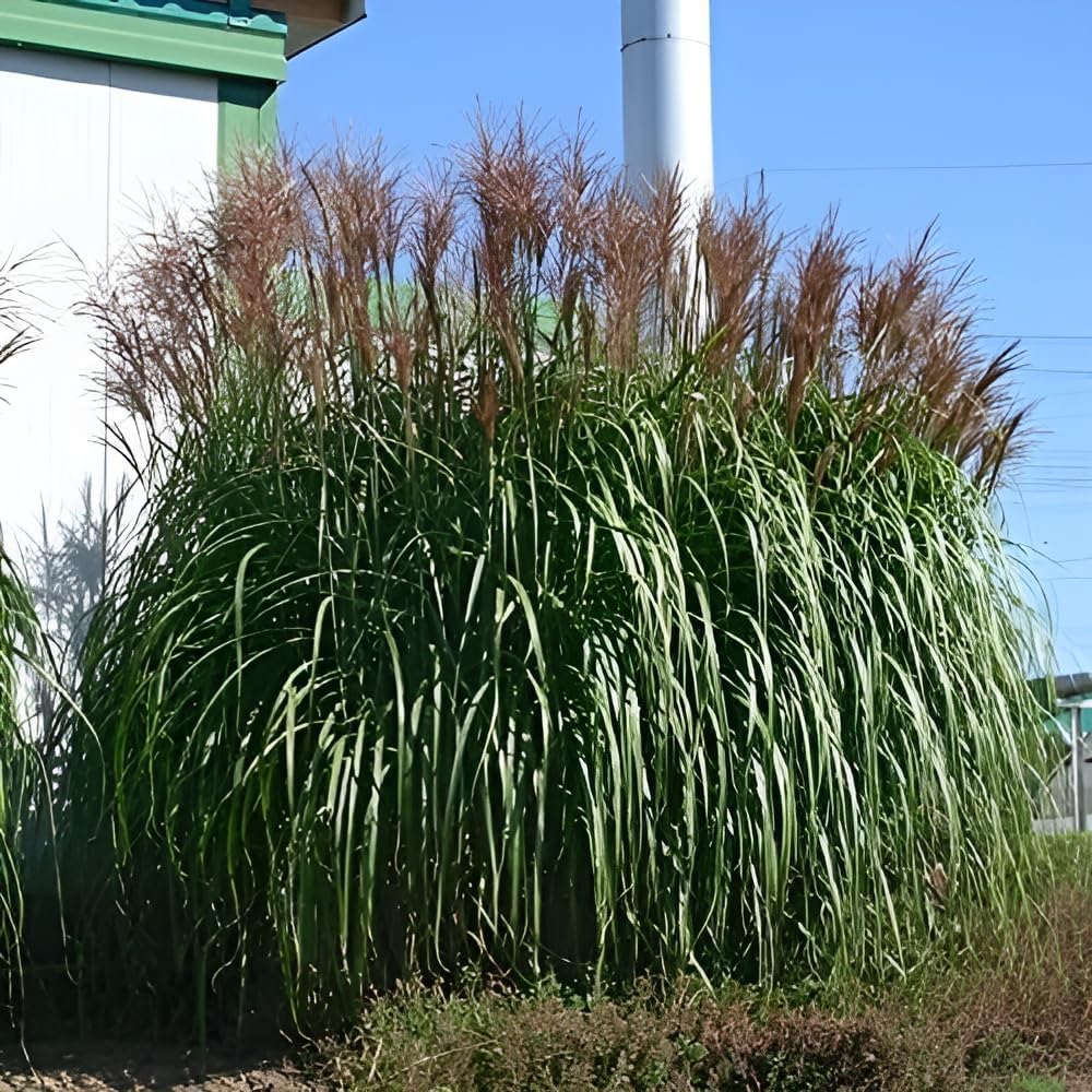Ziergras Miscanthus sinensis 'Malepartus' in XXL Topf, Stauden Gänge, mit langen, schmalen Blättern und dekorativen Schilfähren.